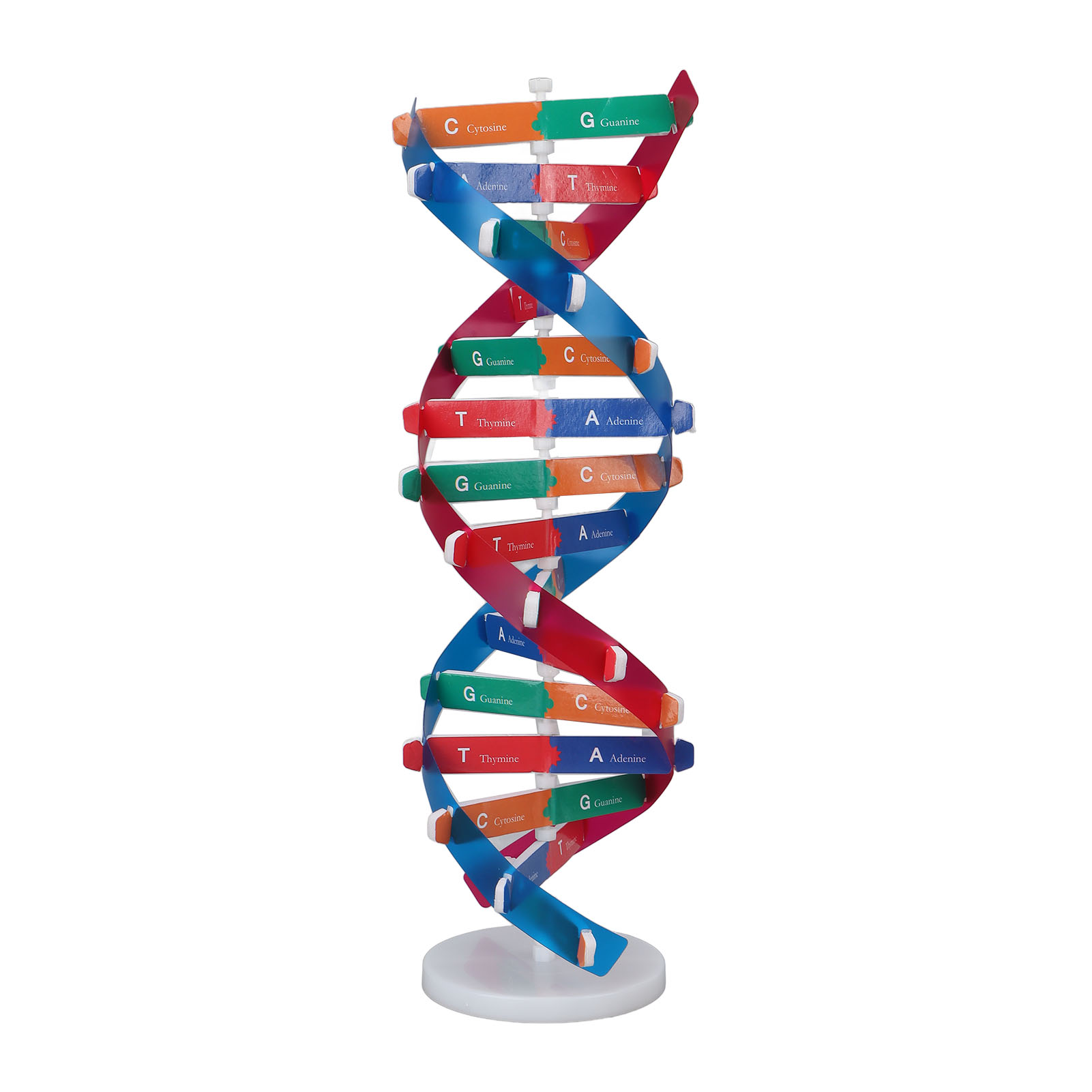 Science Kit - Kit Model DNA Manusia Model DNA