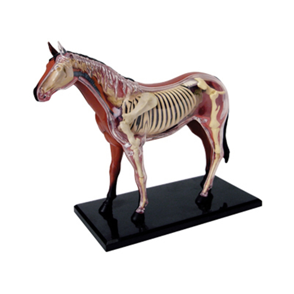 Model anatomi Organ hewan main - Science Toys ulasan dan harga