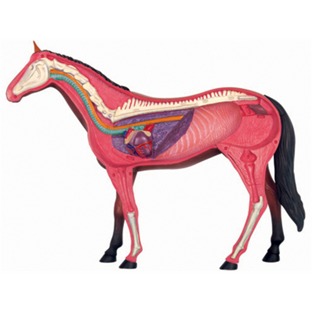 Model anatomi Organ hewan main - Science Toys ulasan dan harga