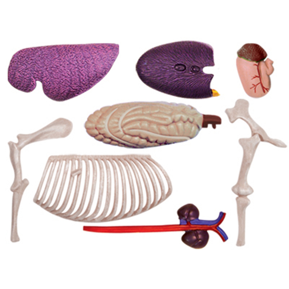 Model anatomi Organ hewan main - Science Toys ulasan dan harga