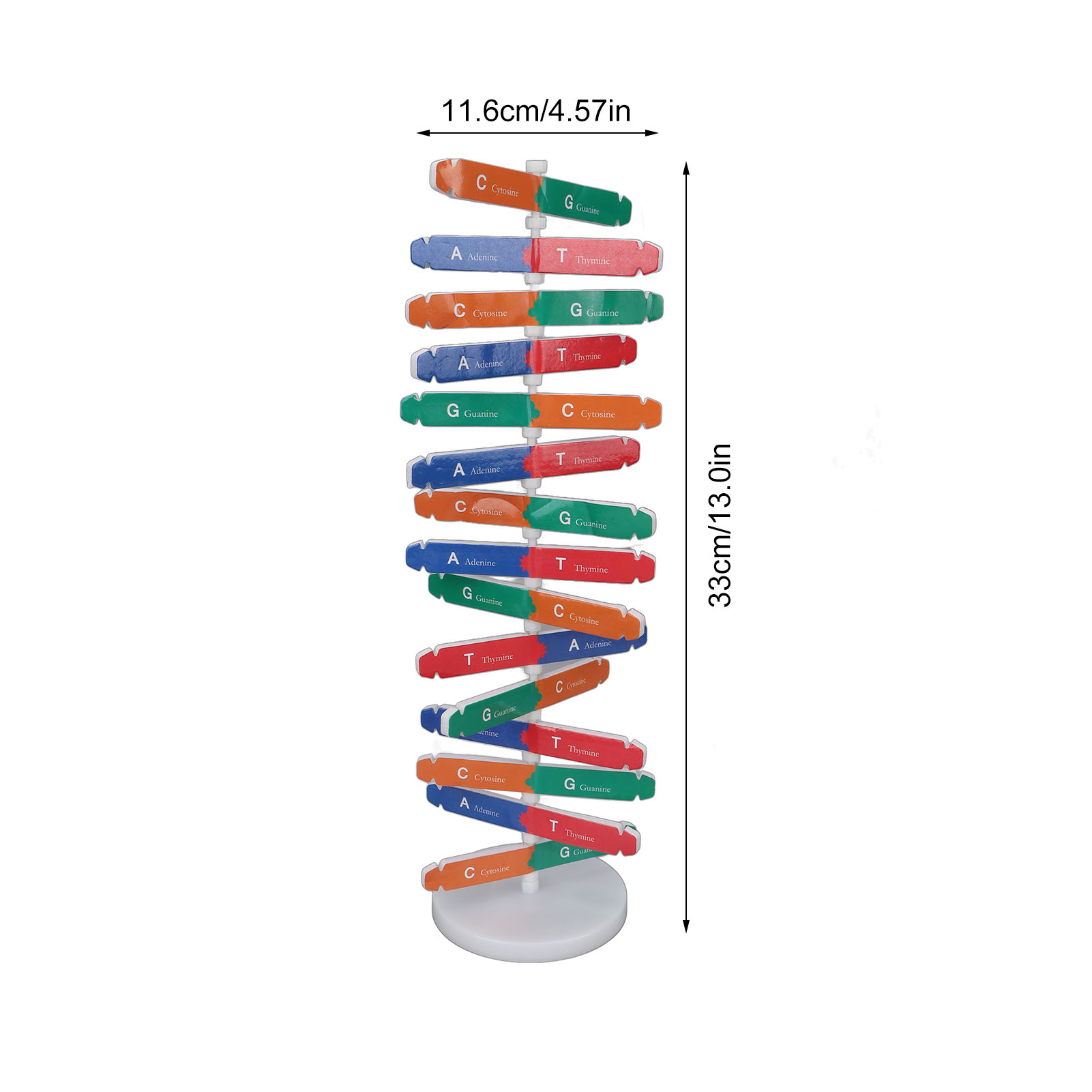 Kit Model DNA Manusia Model DN - Science Kit ulasan dan harga