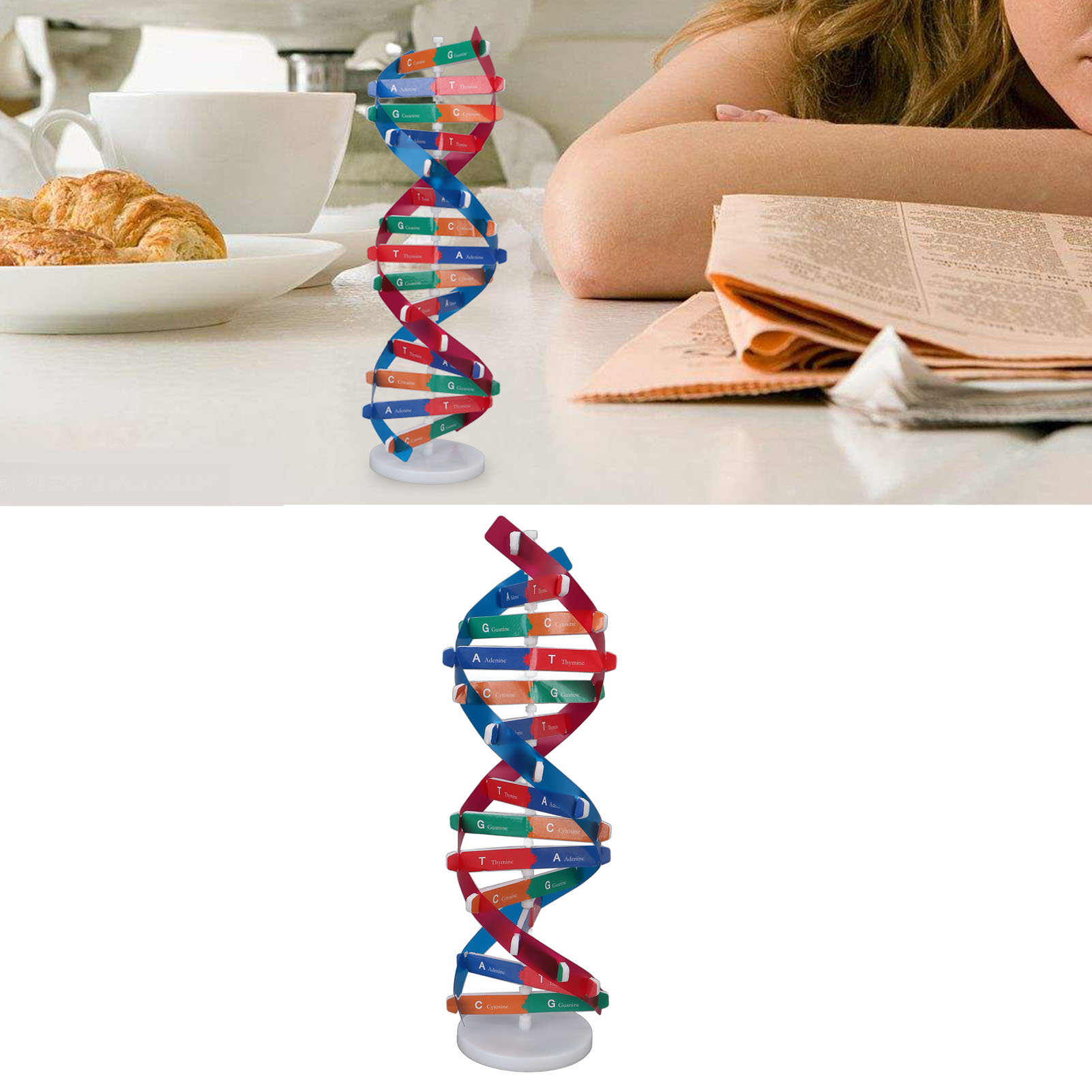 Kit Model DNA Manusia Model DN - Science Kit ulasan dan harga