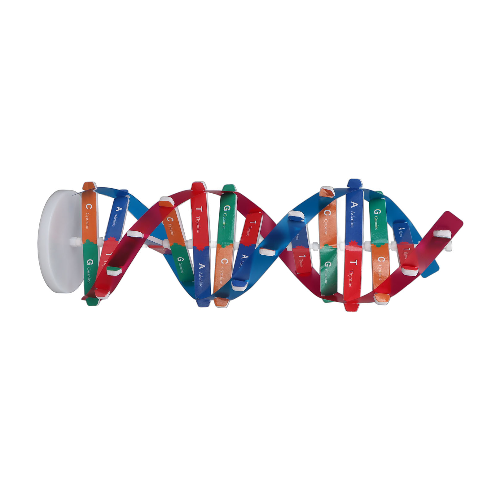 Kit Model DNA Manusia Model DN - Science Kit ulasan dan harga